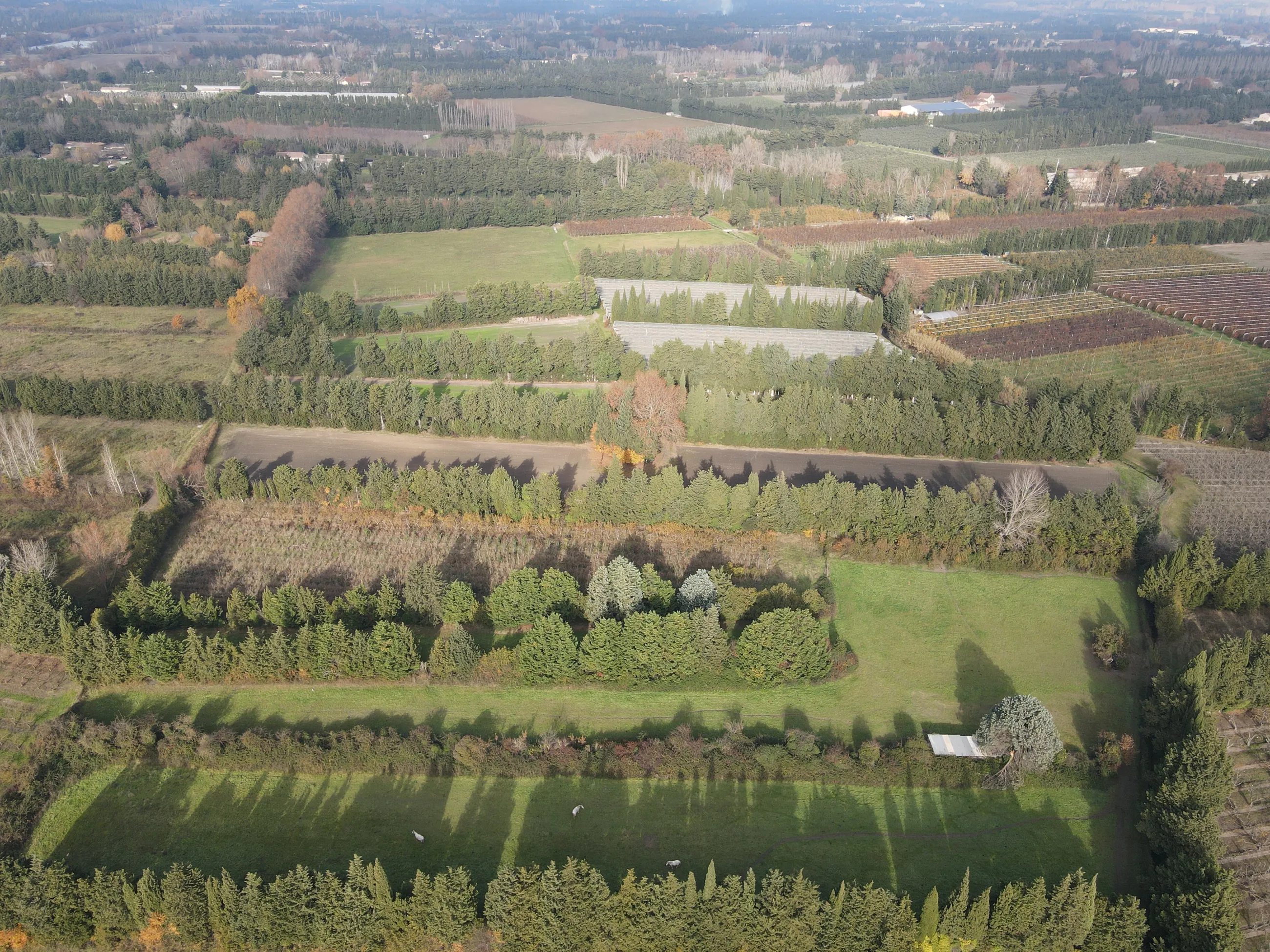 Rangées de cyprès vues du ciel