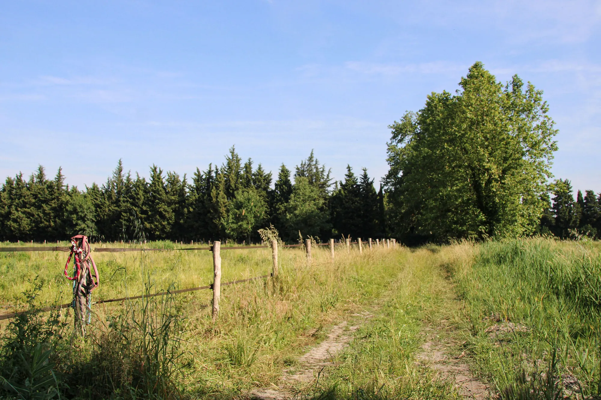 Allée du domaine