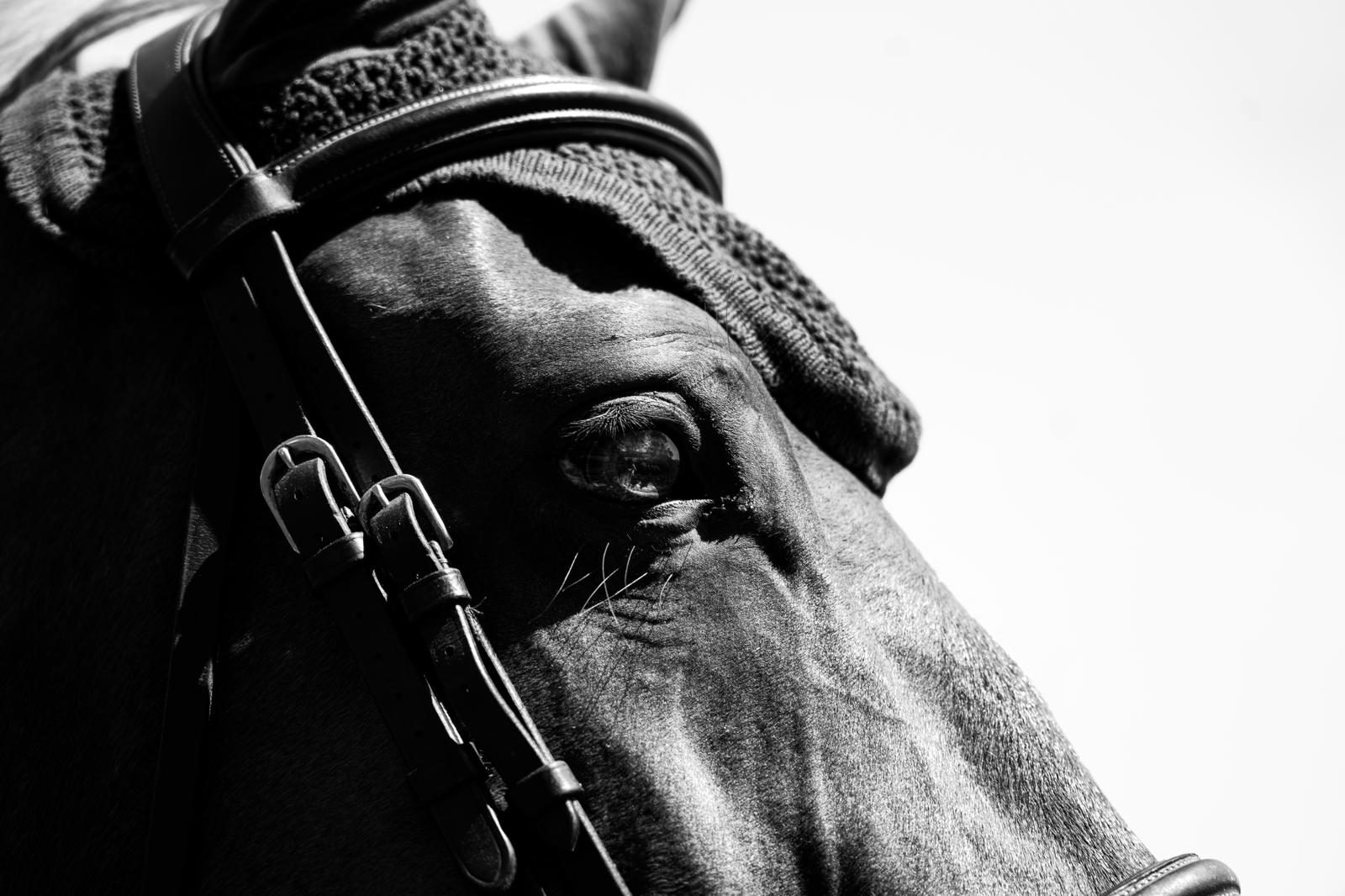 Portrait d'un cheval