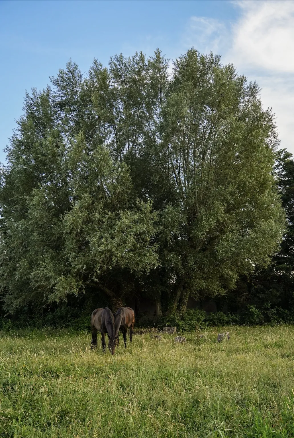 Chevaux sous un saule
