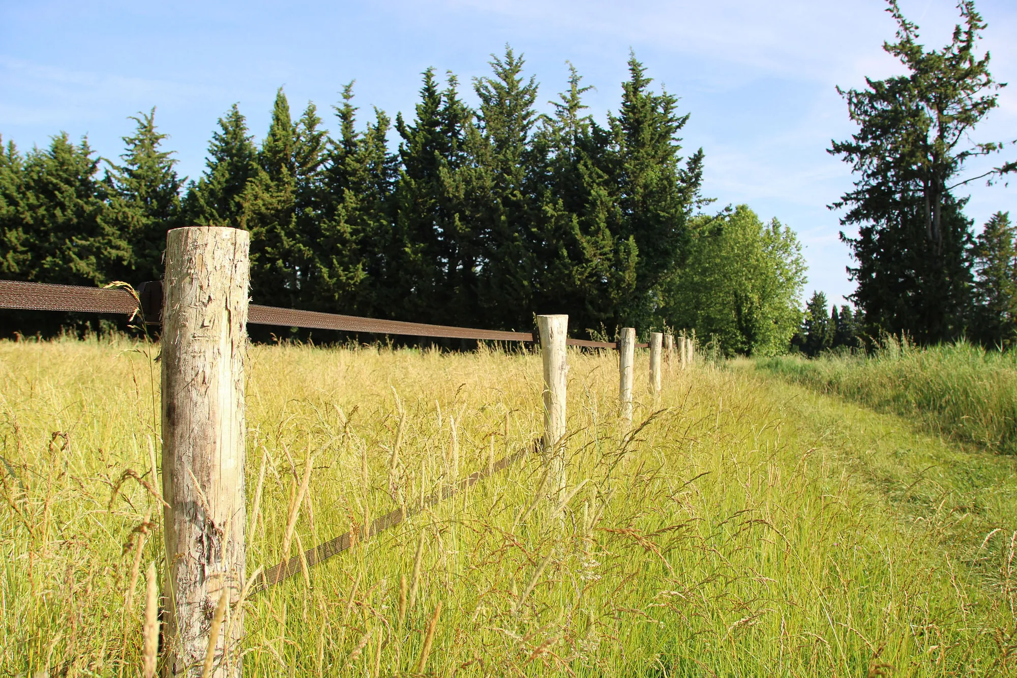 Prairie dorée