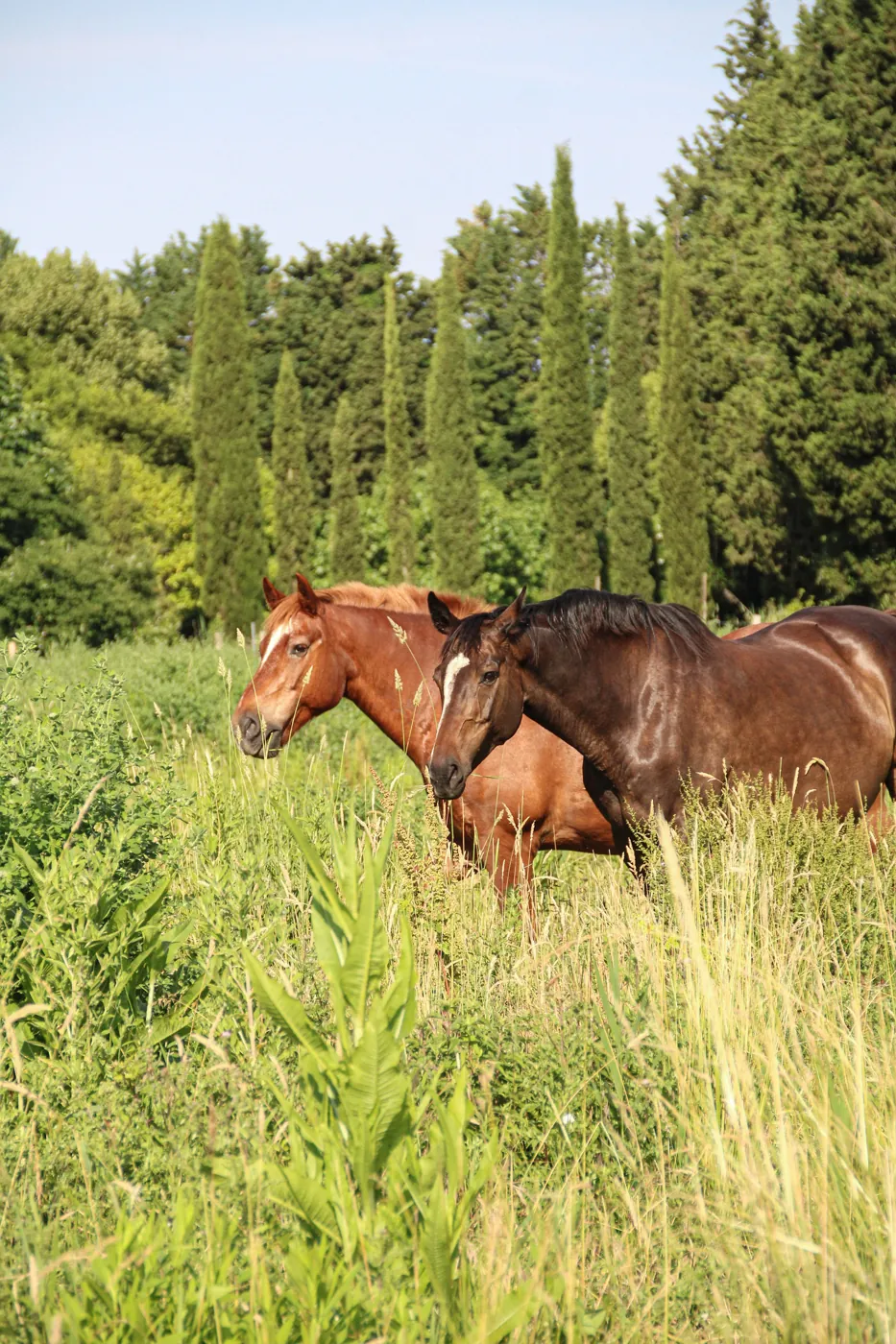 Chevaux devant les cyprès de Provence