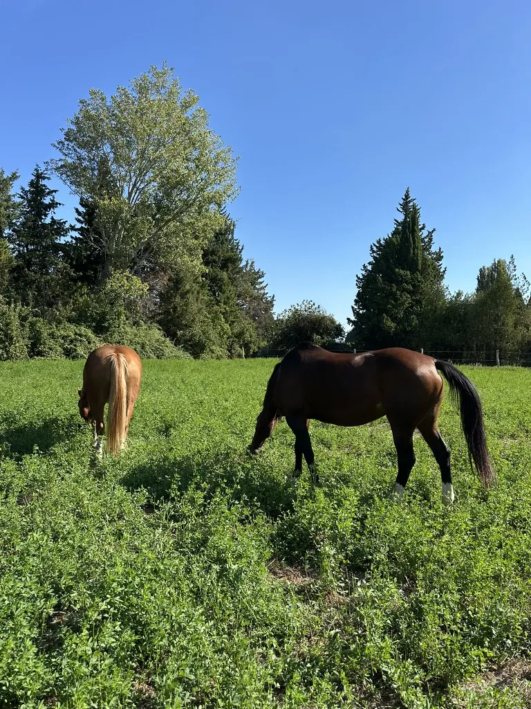 Deux chevaux qui paissent au pré