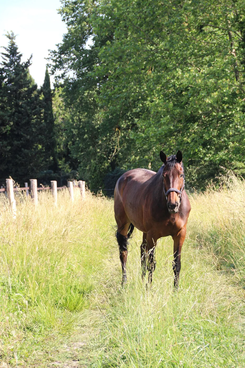 Jument au licol dans les hautes herbes