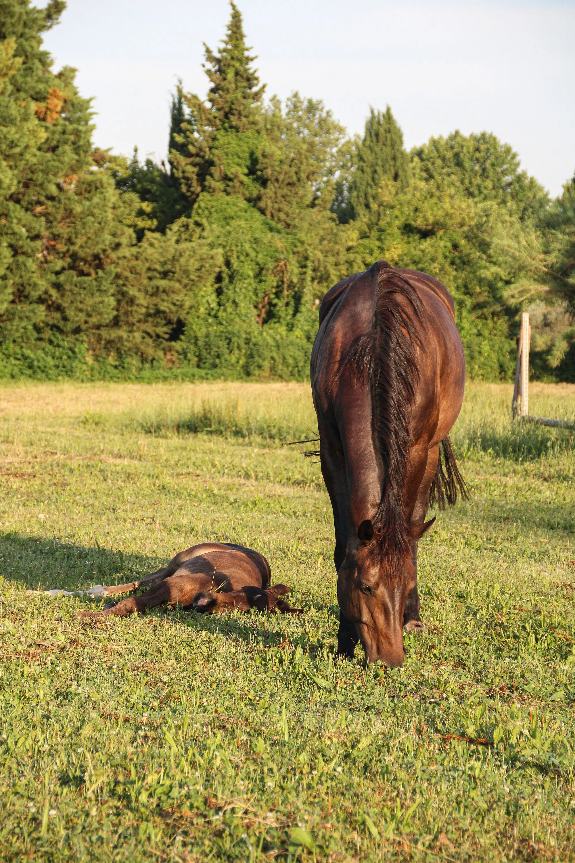 Jument et poulain au repos