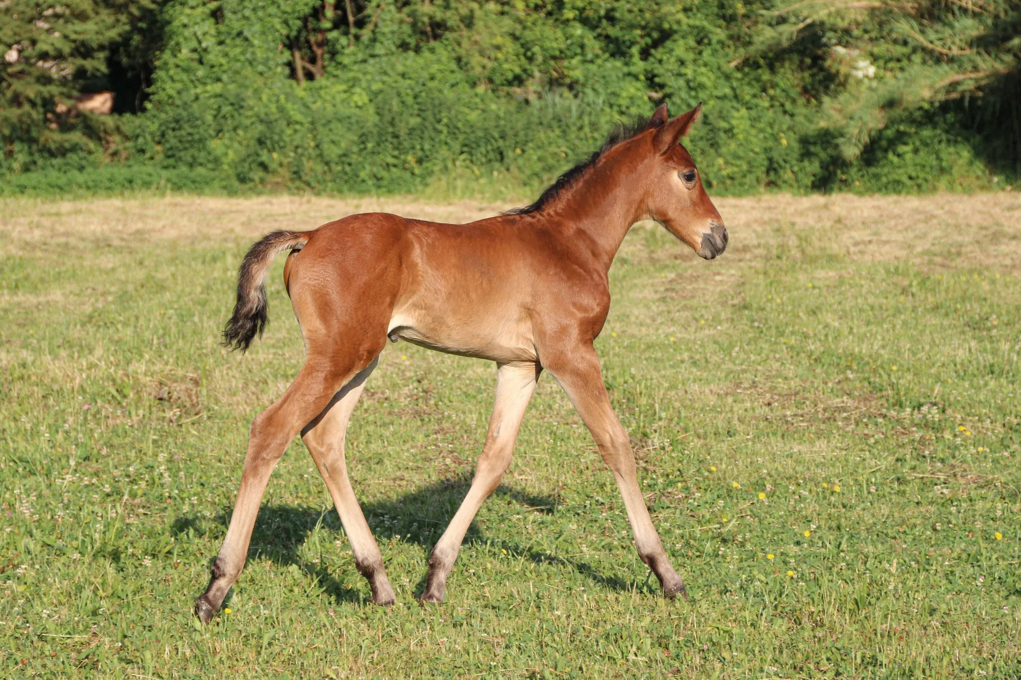 Poulain au trot