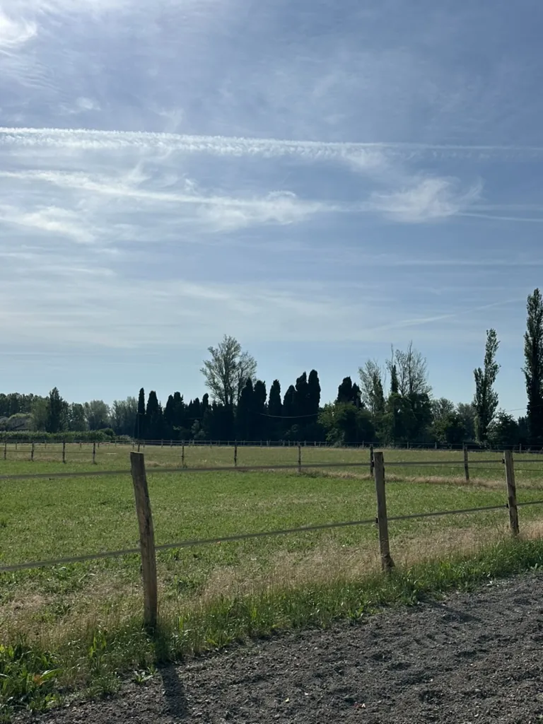 Cheval et cyprès