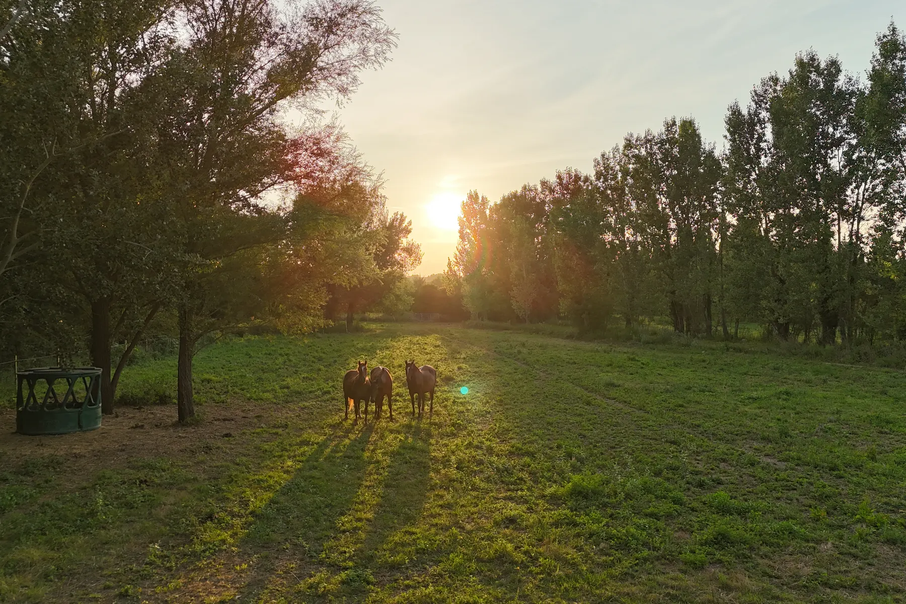 Trois chevaux au pré, au soleil couchant