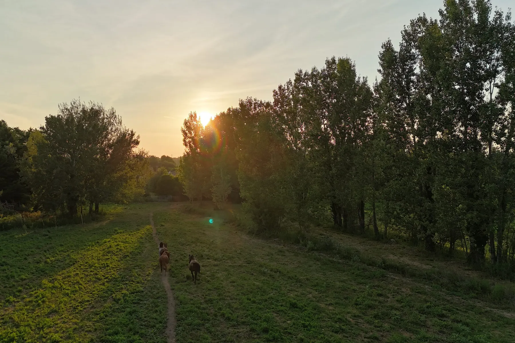 Deux chevaux sur le sentier du pré, au soleil couchant